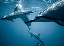 至少四队有意签下昔日扣篮王 洛杉矶双雄仍想补强